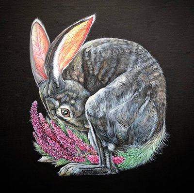 The "tails" of a Jack Rabbit