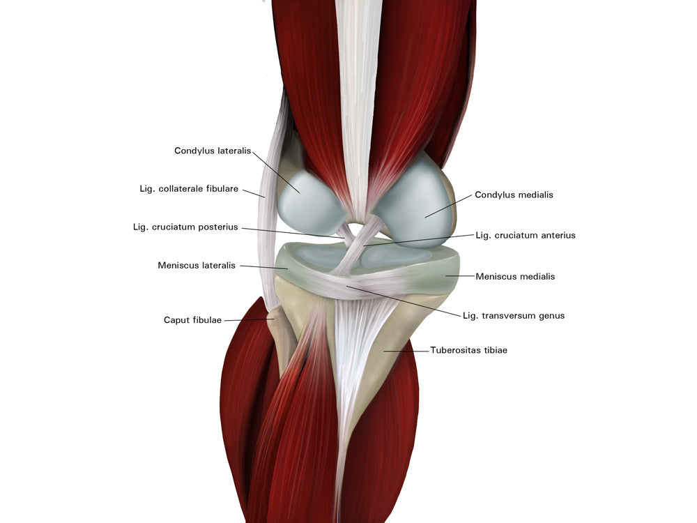 Shoulder muscles