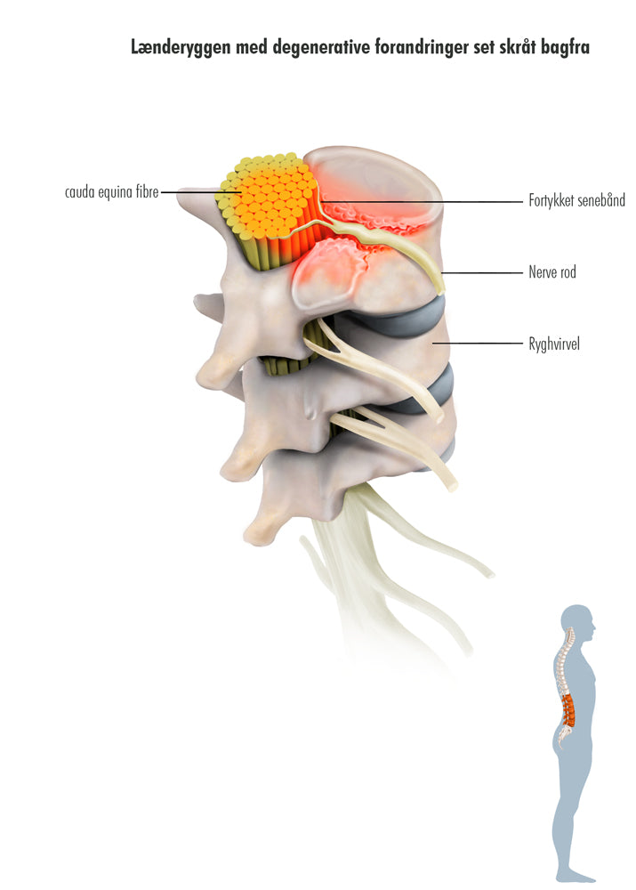 Spinal cord