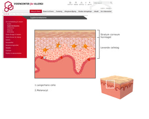 skin illustration