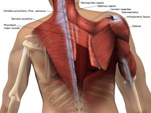 Shoulder muscles